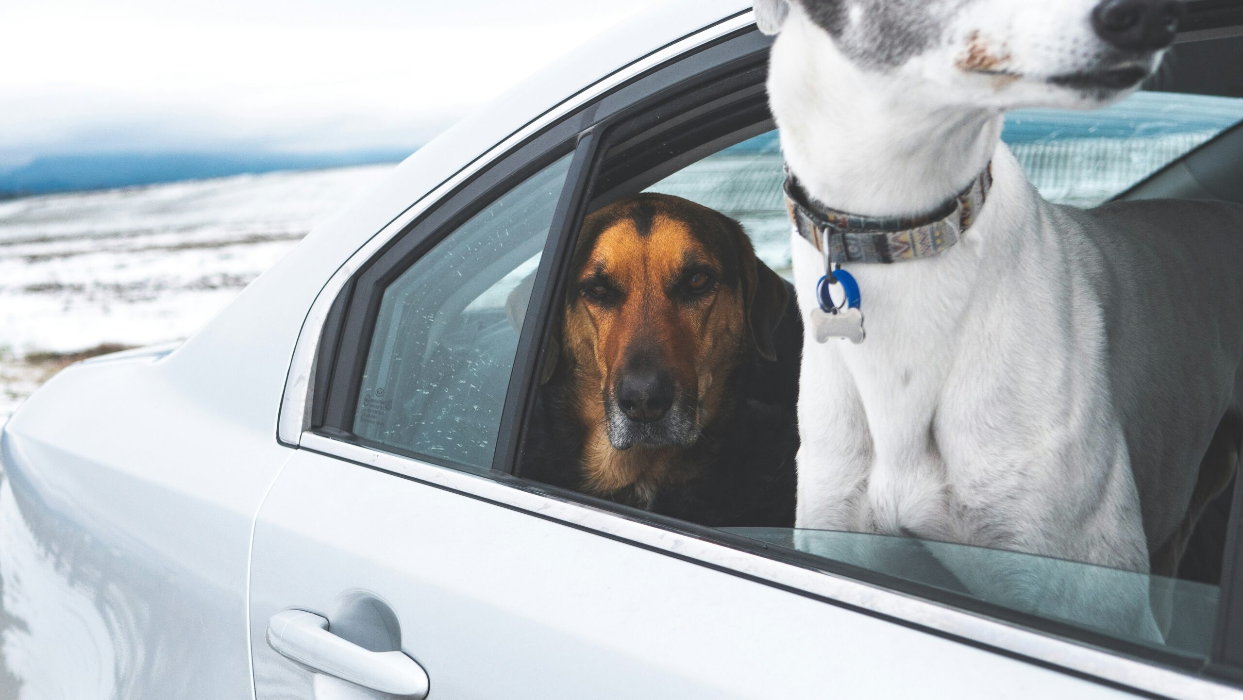 Funny meme comparing travel planning to caring for a digital pet