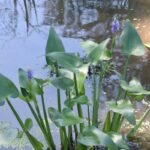 Aqua Plant - Pond Plant