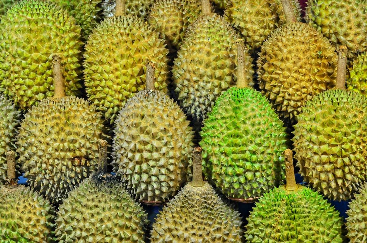 Infographic showing growth of durian tourism in Malaysia from 2020-2023, with luxury coach tour participation rates and peak seasons