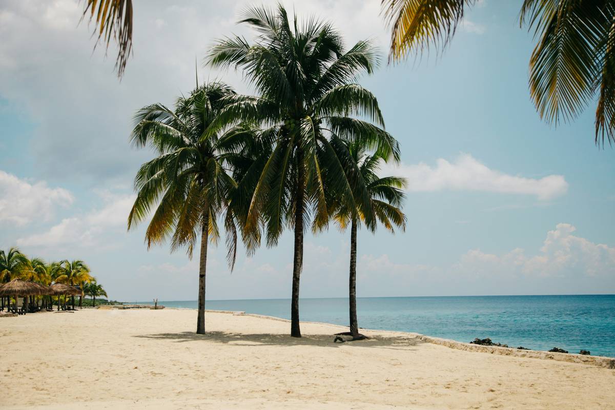 Palm trees at noon