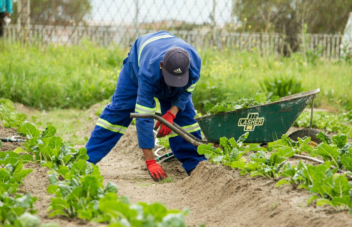 The Mhani Gingi Nursery project benefits the members of the network by giving women from various communities the opportunity to come to the Nursery to learn how to grow various types of vegetables and herbs. This knowledge can then be implemented in their own communities, providing sustainability for the families involved. Mhani Gingi has helped to set up several community gardens in the disadvantaged areas surrounding Cape Town. The produce that is grown in those gardens from the seedlings supplied by Mhani Gingi Nursery feeds the communities and can also be sold for income.
